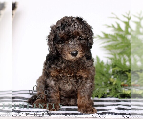 Medium Photo #1 Goldendoodle (Miniature) Puppy For Sale in LITITZ, PA, USA