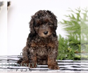 Goldendoodle (Miniature) Puppy for sale in LITITZ, PA, USA