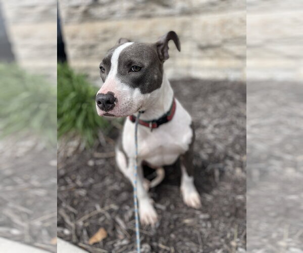 Medium Photo #4 Mutt Puppy For Sale in St. Louis Park, MN, USA