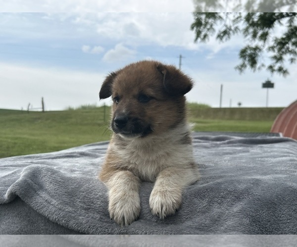 Medium Photo #2 Pembroke Welsh Corgi Puppy For Sale in DRAKESVILLE, IA, USA