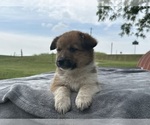 Small #1 Pembroke Welsh Corgi