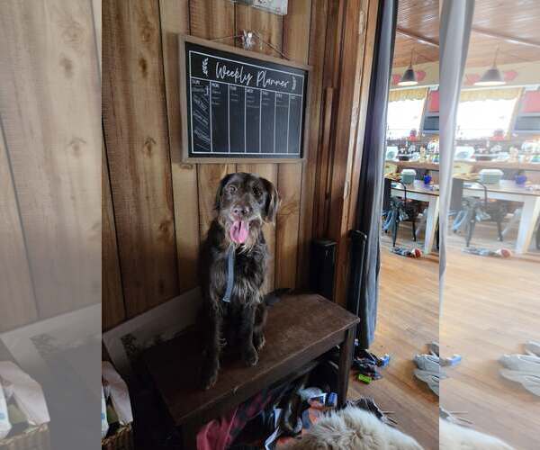 Medium Photo #4 German Wirehaired Pointer-Unknown Mix Puppy For Sale in Mouth Of Wilson, VA, USA
