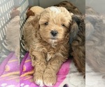 Small #2 ShihPoo