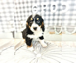 Small #1 Bernedoodle (Miniature)