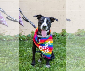 Preston - Male Mutt Dog for Adoption - Photo #2