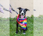 Small Photo #2 Mutt Puppy For Sale in Oakhurst, NJ, USA