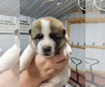 Small Photo #4 Akita Puppy For Sale in LICKING, MO, USA