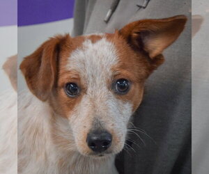 Diwali - Male Dachshund-Red Heeler Mix Dog for Adoption
