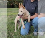 Small #3 German Shepherd Dog Mix