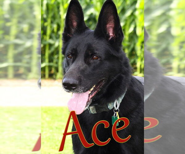 Medium Photo #4 German Shepherd Dog Puppy For Sale in Evansville, IN, USA