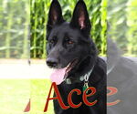 Small #3 German Shepherd Dog