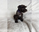 Small #7 Schnauzer (Miniature)