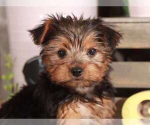 Yorkshire Terrier Puppy for sale in MOUNT VERNON, OH, USA