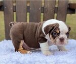 Small Photo #3 Bulldog Puppy For Sale in SEATTLE, WA, USA