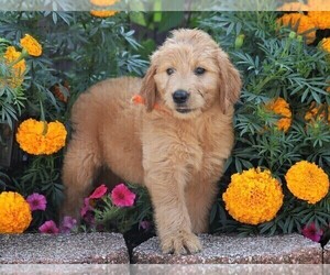 Goldendoodle Puppy for sale in FREDERICKSBG, OH, USA