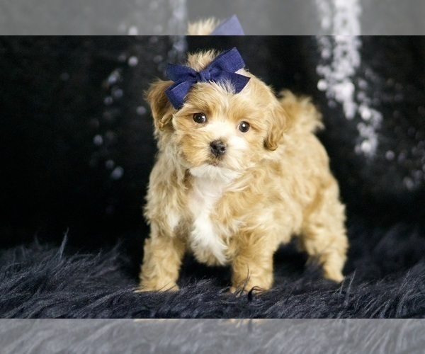 Medium Photo #77 Maltipoo Puppy For Sale in WARSAW, IN, USA