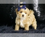 Small Photo #77 Maltipoo Puppy For Sale in WARSAW, IN, USA