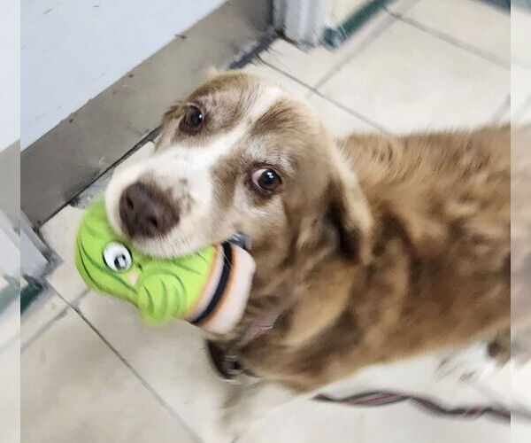 Medium Photo #2 Australian Shepherd-Unknown Mix Puppy For Sale in Pottstown, PA, USA
