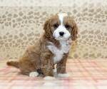 Small #3 Cavapoo