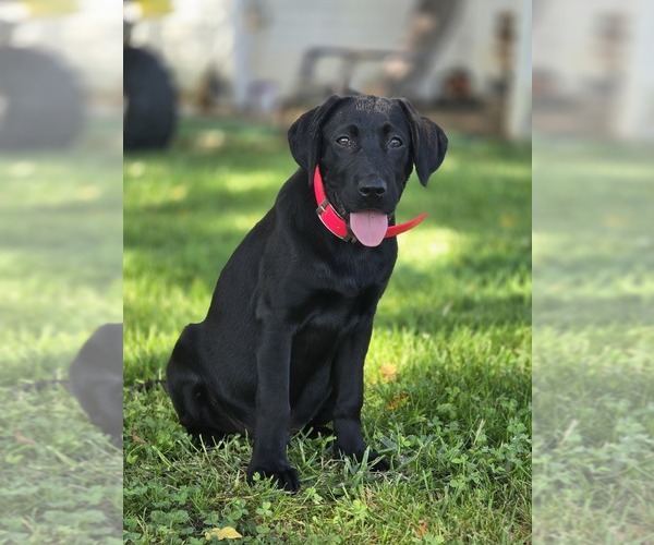 Medium Photo #1 Labrador Retriever Puppy For Sale in APPOMATTOX, VA, USA