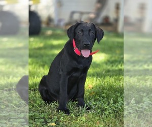 Labrador Retriever Puppy for sale in APPOMATTOX, VA, USA