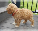 Small #4 Cockapoo