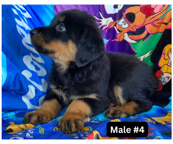 Medium Photo #5 Rottweiler Puppy For Sale in HACKETT, AR, USA