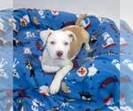 Small #2 Bulldog Mix