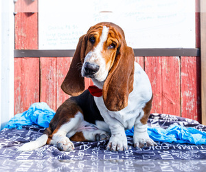 Basset Hound Puppy for sale in WAKARUSA, IN, USA