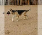 Small #15 German Shepherd Dog