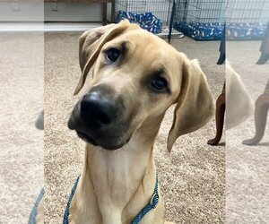 Bloodhound-Great Dane Mix Dogs for adoption in Bullard, TX, USA