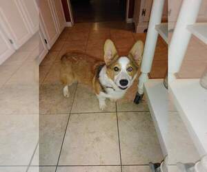 Father of the Pembroke Welsh Corgi puppies born on 07/08/2022