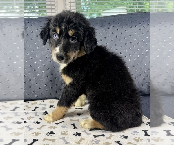Medium Photo #6 Australian Shepherd Puppy For Sale in SALISBURY, NC, USA