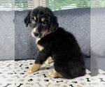 Small #5 Australian Shepherd