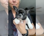 Small #4 French Bulldog