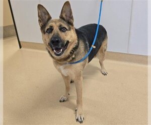 German Shepherd Dog-Unknown Mix Dogs for adoption in Placerville, CA, USA
