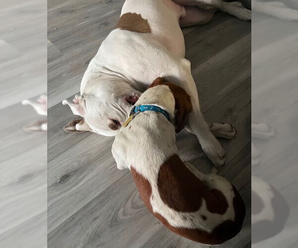 Medium Photo #11 American Pit Bull Terrier-Unknown Mix Puppy For Sale in Sandy, UT, USA
