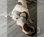 Small #10 American Pit Bull Terrier Mix