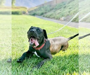 Lincoln - Male American Pit Bull Terrier-Labrador Retriever Mix Dog for Adoption - Photo #12