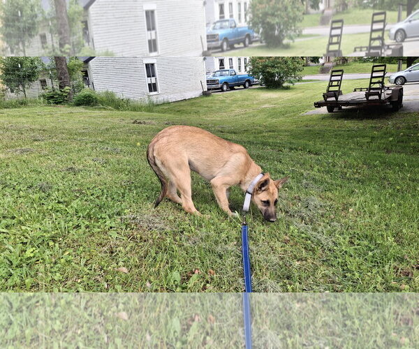 Medium Photo #9 Shollie Puppy For Sale in Sebec, ME, USA