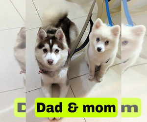 Father of the Pomsky puppies born on 05/31/2025