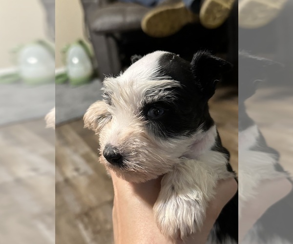 Medium Photo #1 Schnauzer (Miniature) Puppy For Sale in LANE, OK, USA