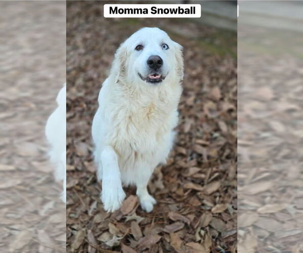 Medium Photo #4 Great Pyrenees-Unknown Mix Puppy For Sale in Alexander, AR, USA