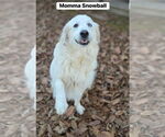 Small #3 Great Pyrenees Mix