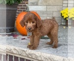 Small Photo #4 Goldendoodle Puppy For Sale in WOLCOTT, IN, USA