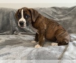 Small Photo #21 Boxer Puppy For Sale in WEST COLUMBIA, SC, USA