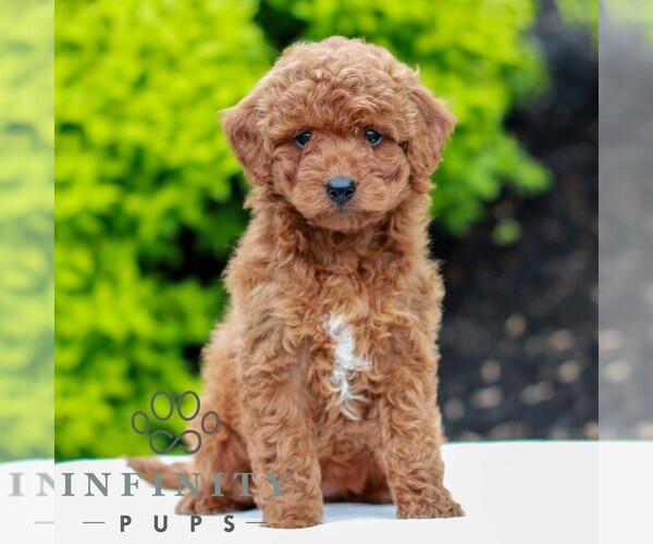 Medium Photo #1 Goldendoodle (Miniature) Puppy For Sale in LITITZ, PA, USA