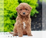 Small Goldendoodle (Miniature)