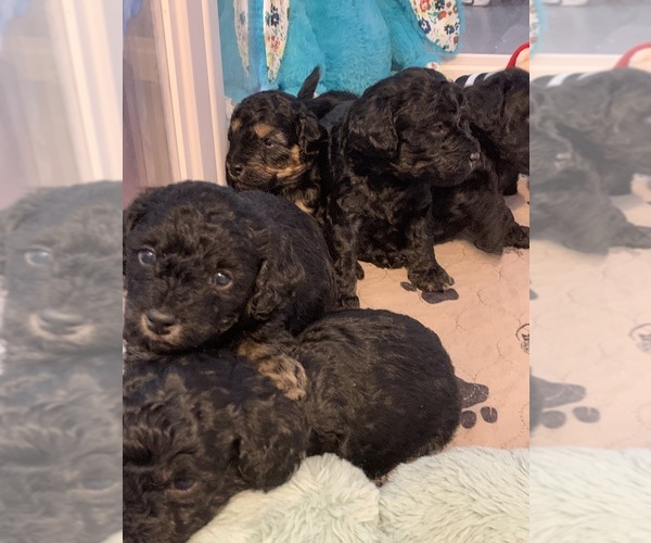 Medium Photo #1 YorkiePoo Puppy For Sale in WASHINGTON COURT HOUSE, OH, USA