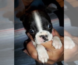 Boston Terrier Puppy for sale in CRKD RVR RNCH, OR, USA
